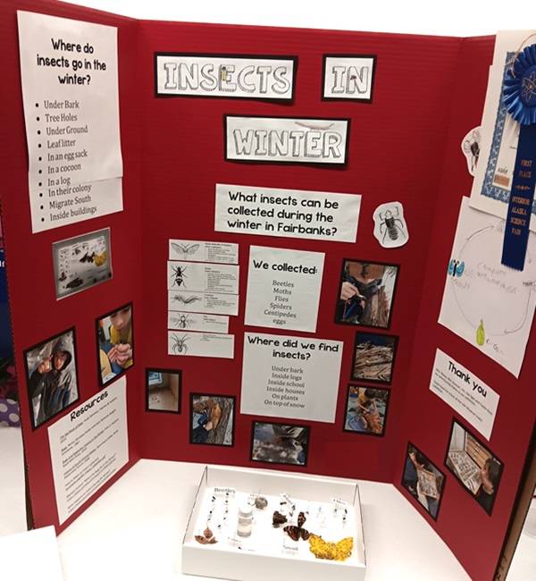 Red Science Fair posterboard with the title "Insects in Winter" and several photos of insects.