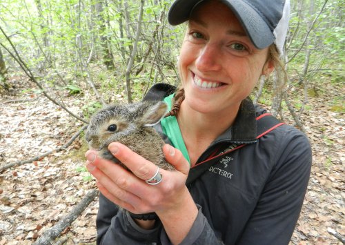 Field work with snowshoe hares