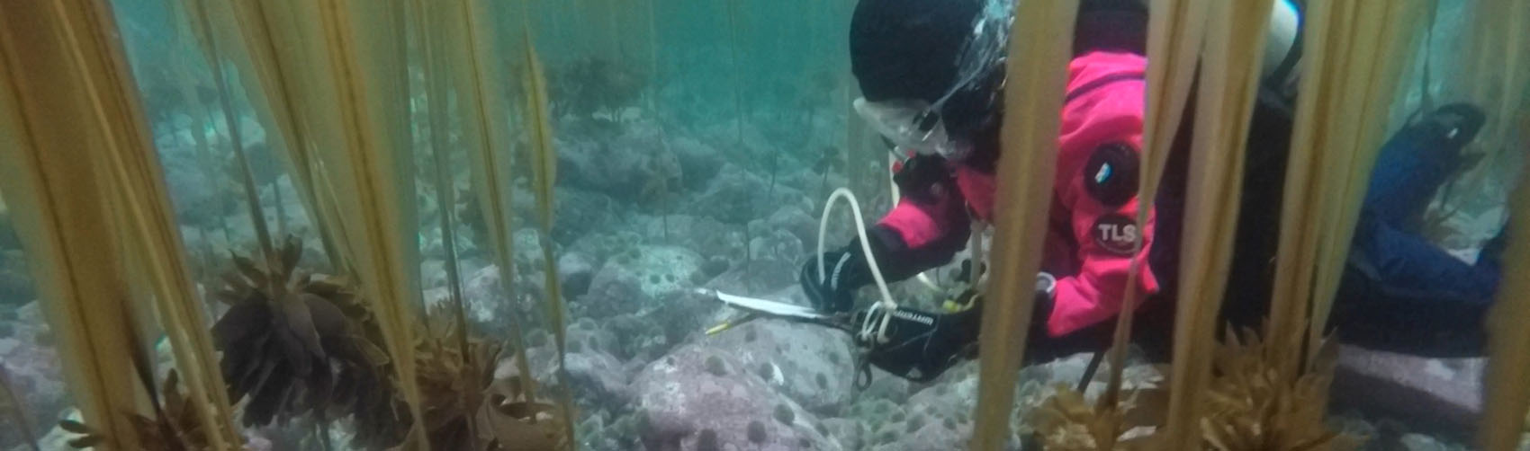 UAF researcher studying the sea floor.