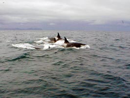 orcas swimming in ocean