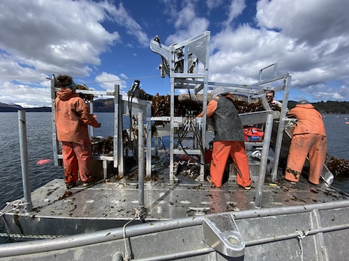 Photo of people harvesting kelp from a kelp harvesting machine