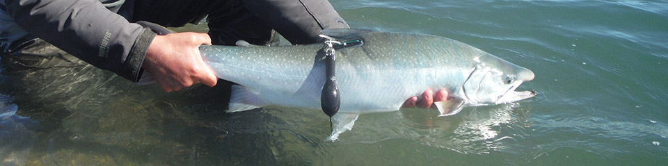 Dolly Varden being held over stream by researcher