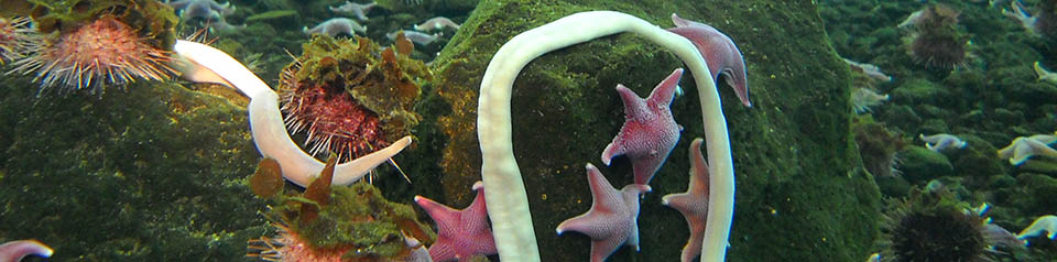 Star fish and ocean floor