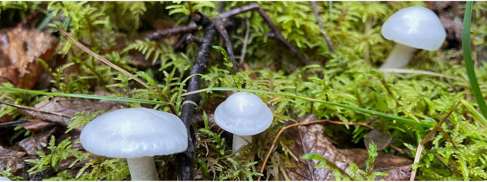 Bonanza Creek Long Term Ecological Research