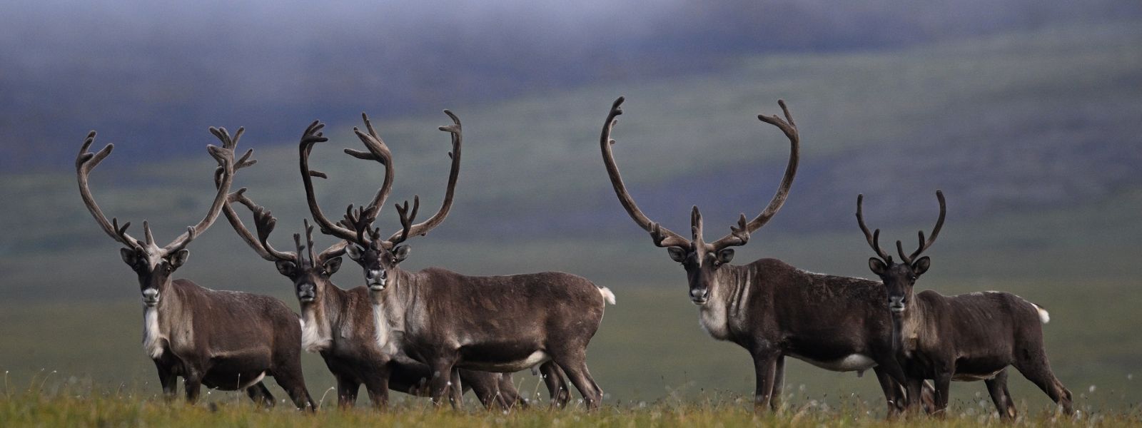 Alaska Cooperative Fish and Wildlife Research Unit