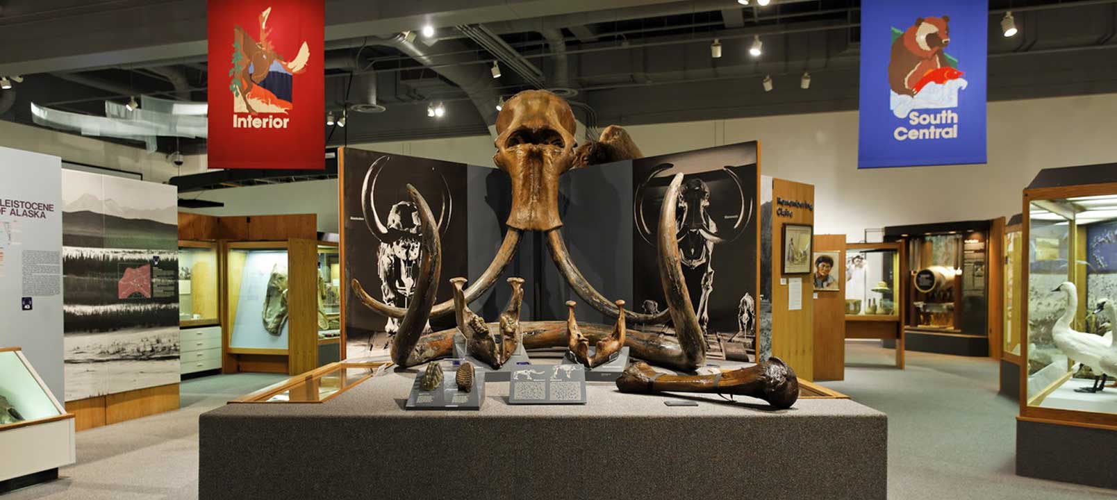 Mammoth exhibit
