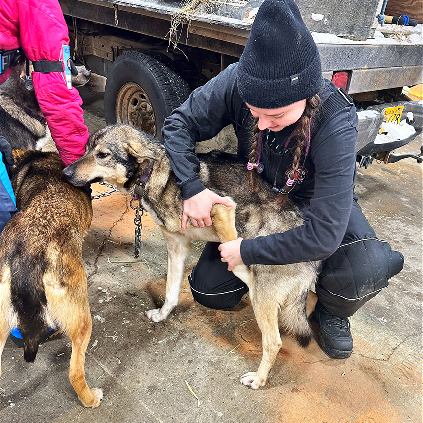 Hattendorf inspecting a sled dog's front limb