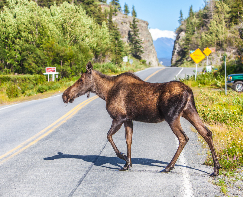 Moose on the road