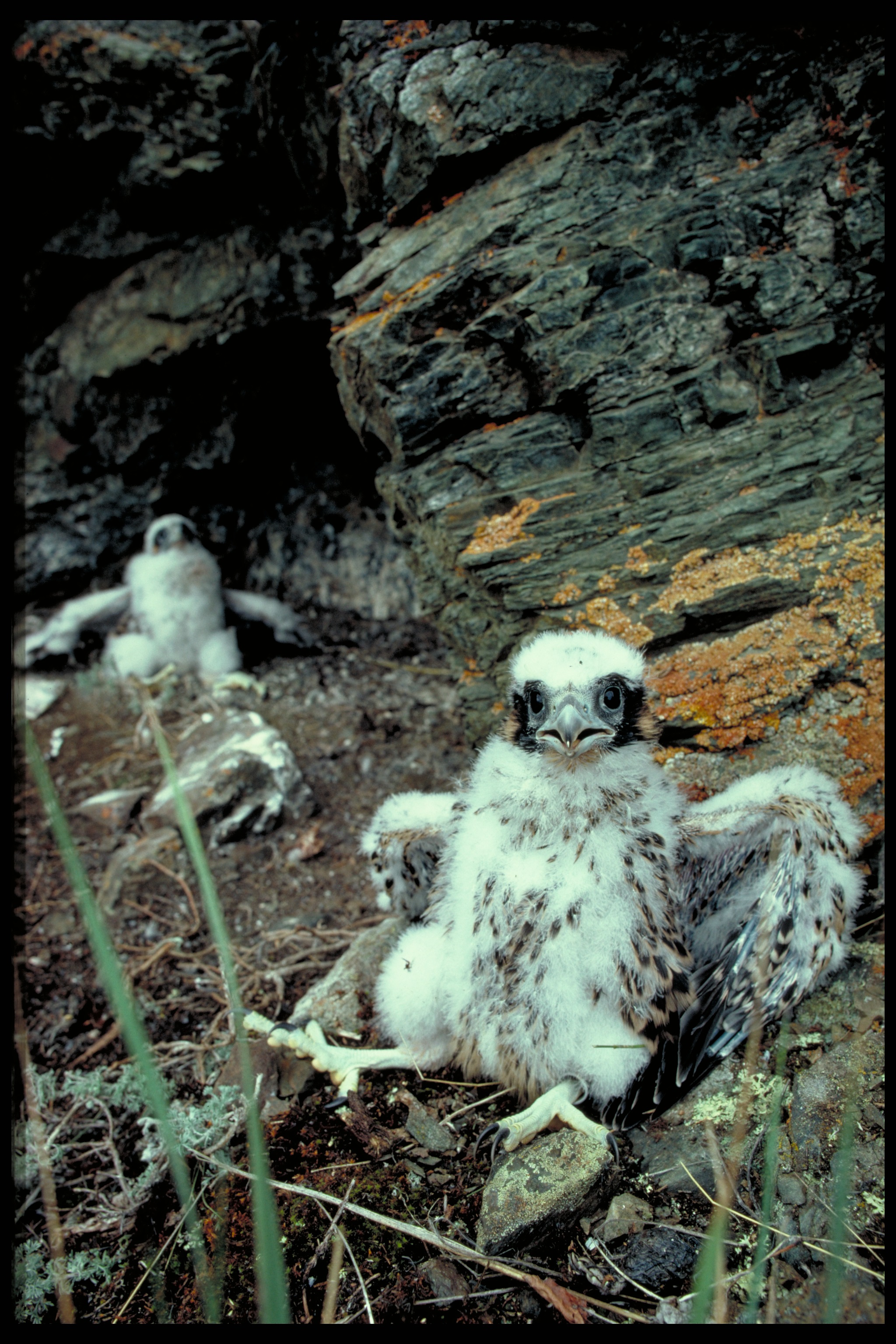 A young peregrine falcon nestling covered in white down with patches of brown feathers sits on a rocky ledge. Another nestling is in the background.