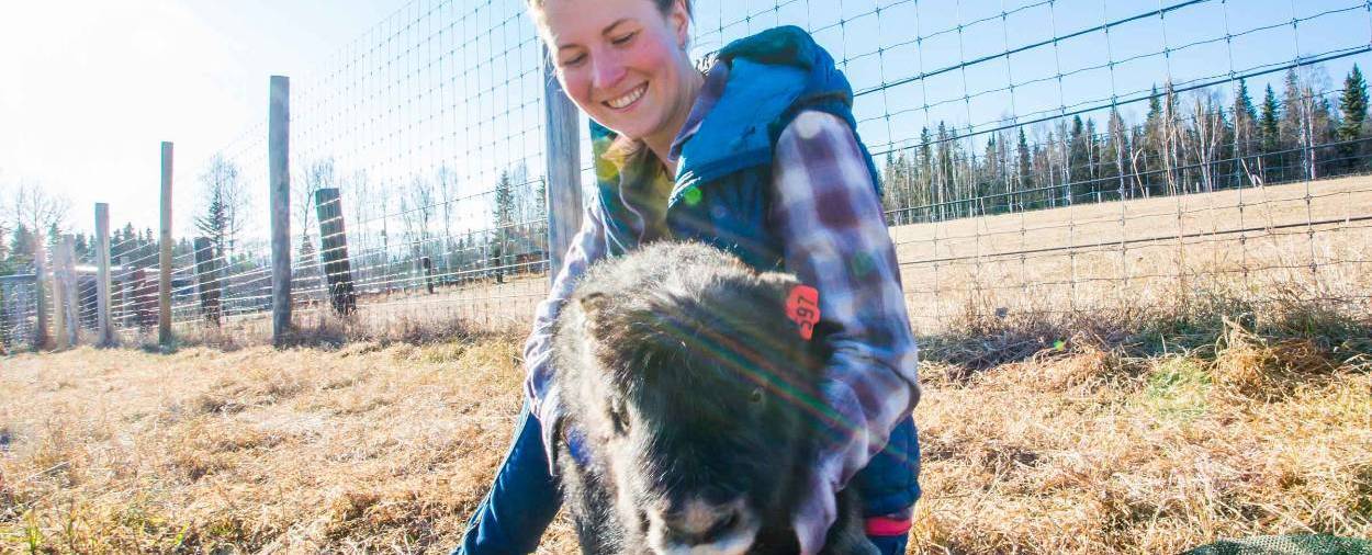 musk ox handling