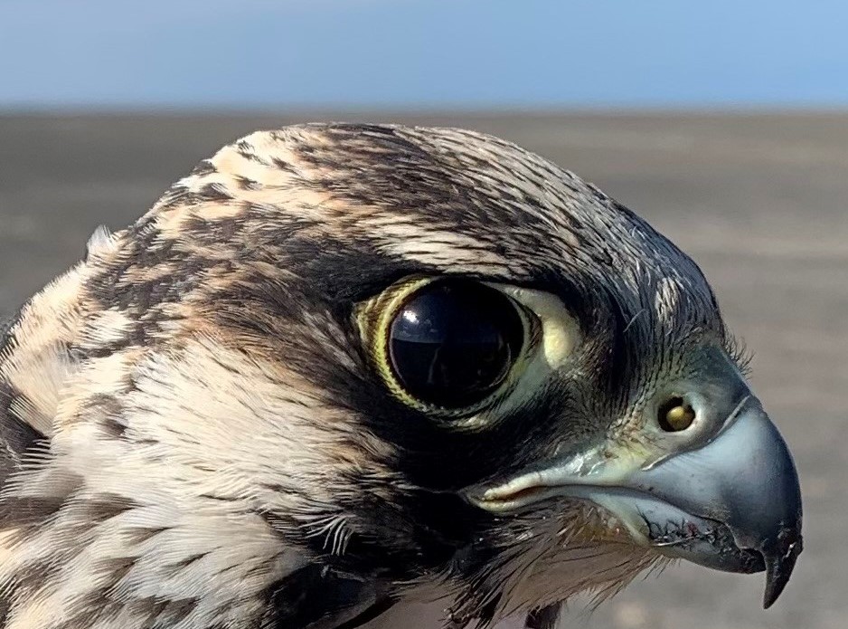 A close-up shot of a peregrine falcon's head, emphasizing its large eye and curved beak