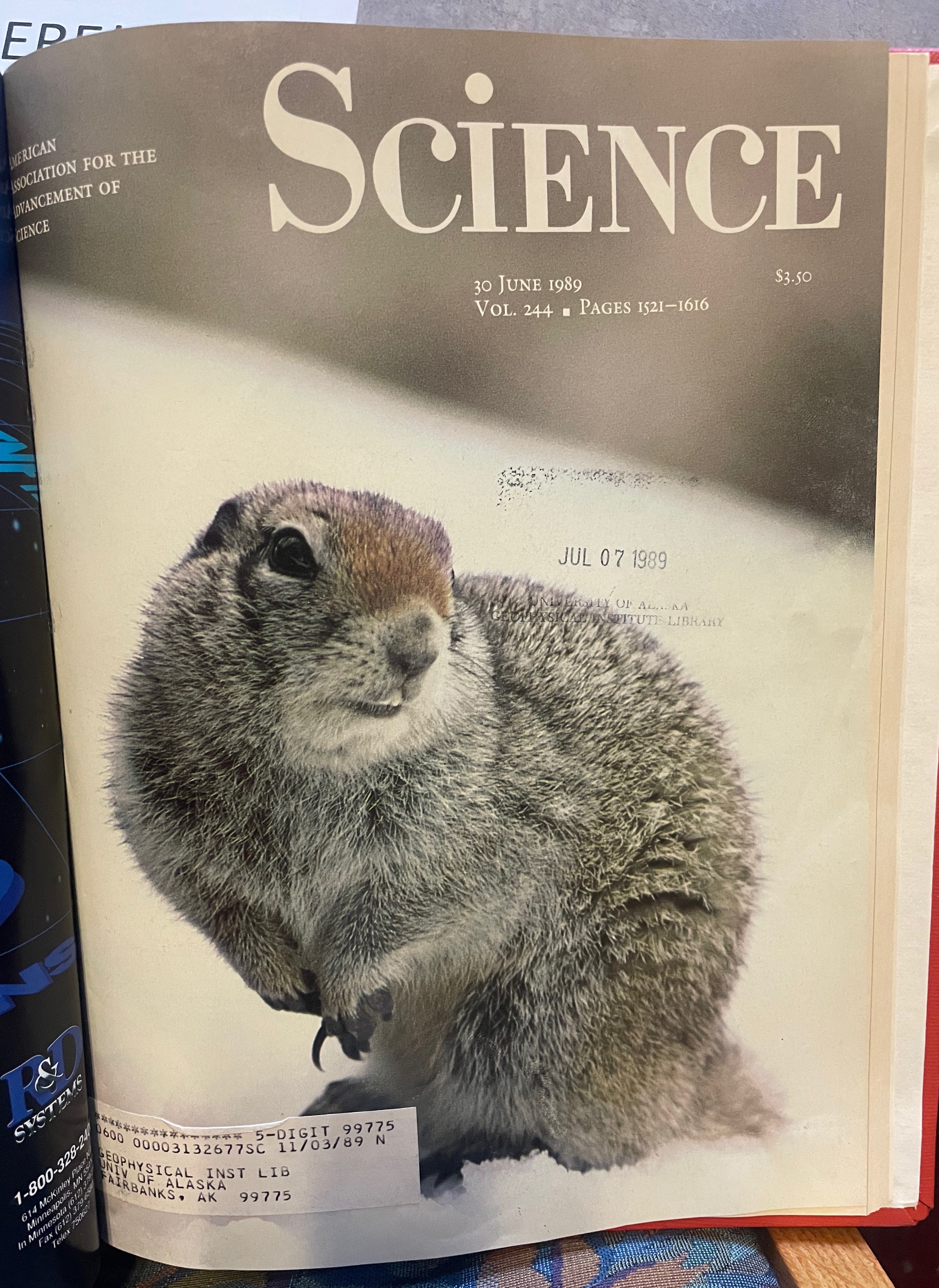 The cover of Science from June 30, 1989, featuring a photo of an Arctic ground squirrel. 