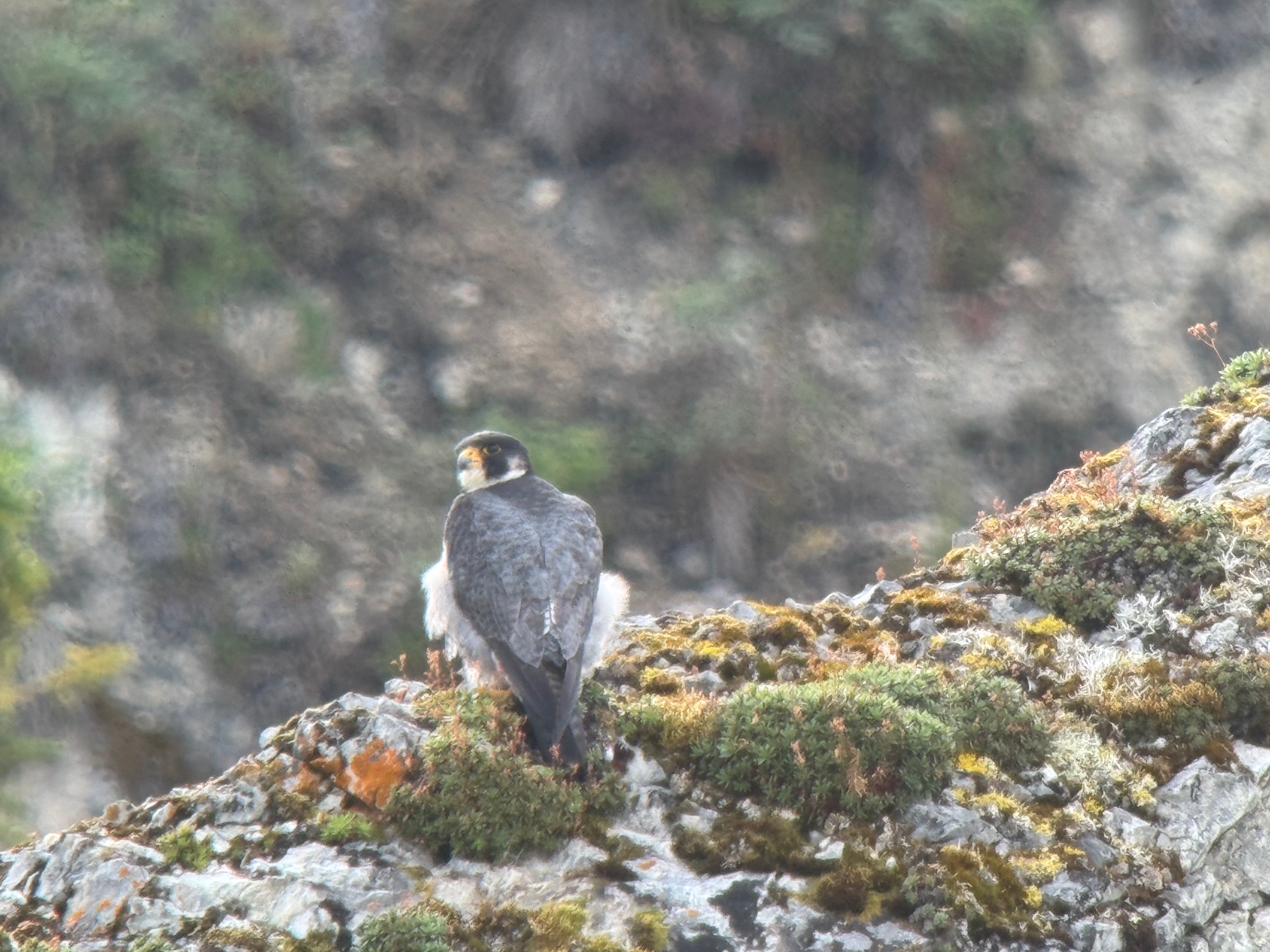 A peregrine falcon perched on a rocky bluff