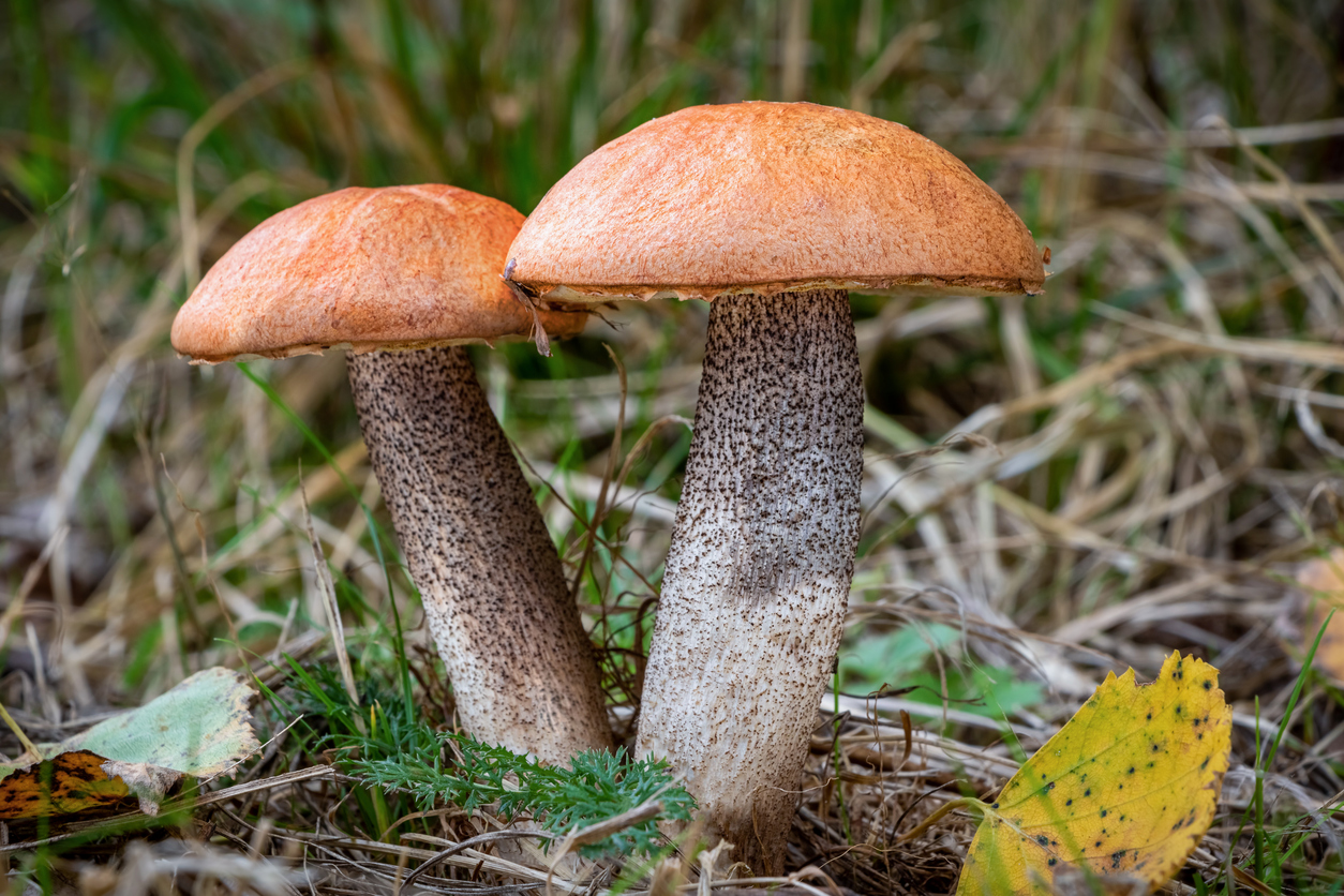 Two mushrooms with brown caps and speckled beige stems growing amidst dry grass and yellow fallen leaves.