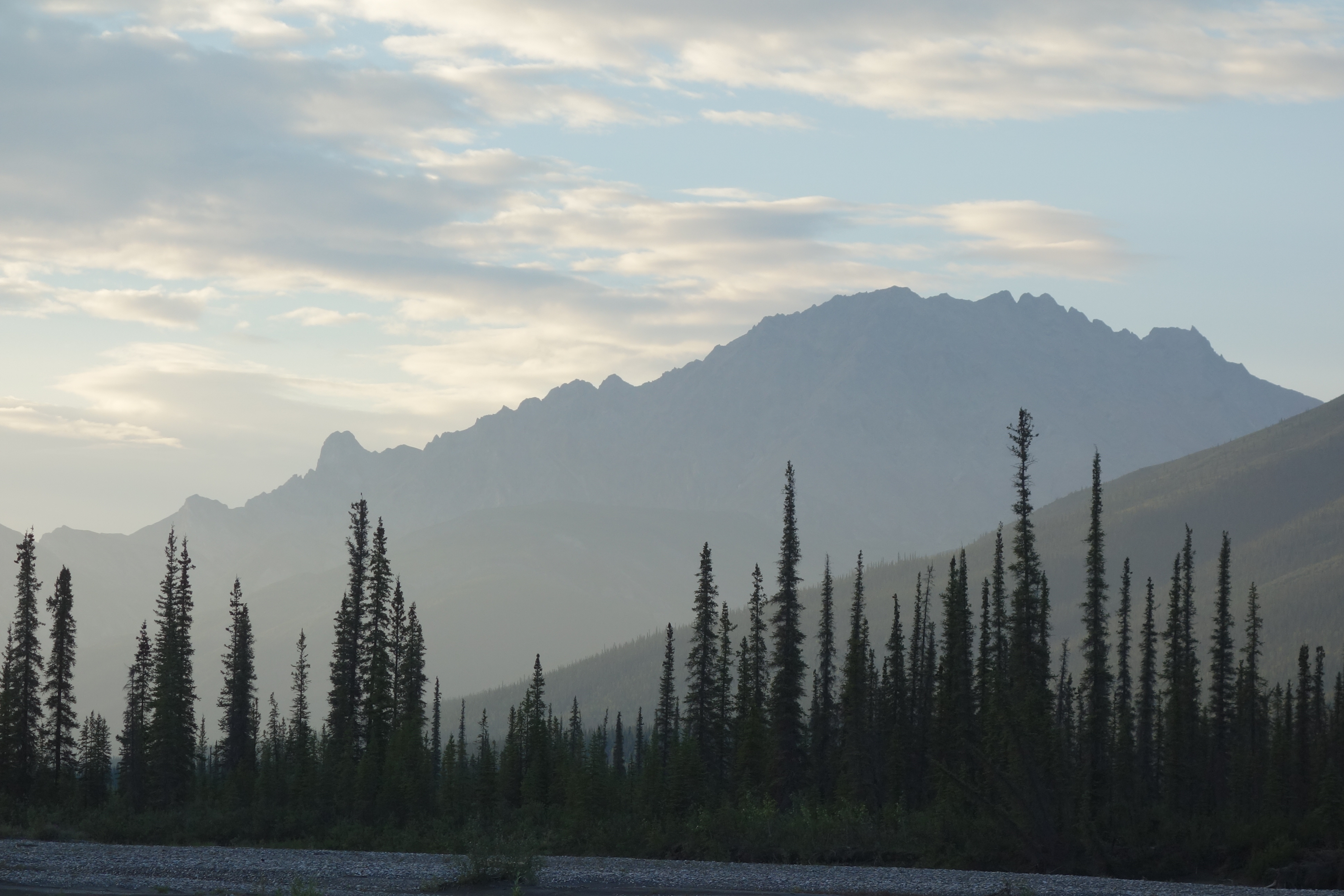 A landscape with spruce trees in the foreground and a rocky mountain slope in the distance.