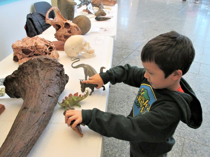 A young child stands in front of a table displaying fossilized bones. He is playing with plastic dinosaur models.