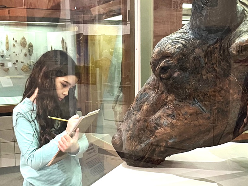 A young girl stands beside a glass museum case sketching the head of a mummified step bison.