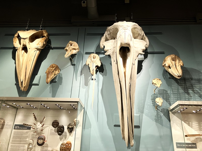 Oddly shaped, elongated skulls in sizes ranging from small to gigantic hang on a museum wall above a display case featuring Alaska Native masks