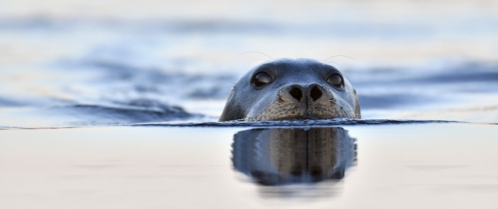 seal poking it's head out of the water