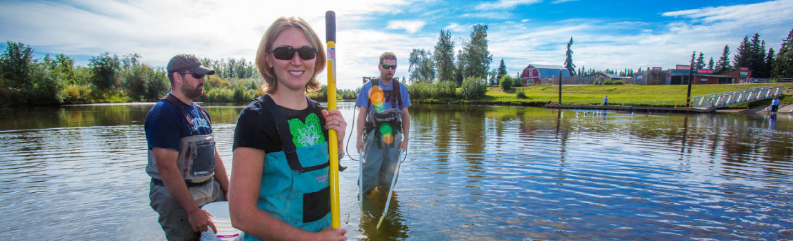 UAF fisheries students wading in the Chena River holding nets and buckets