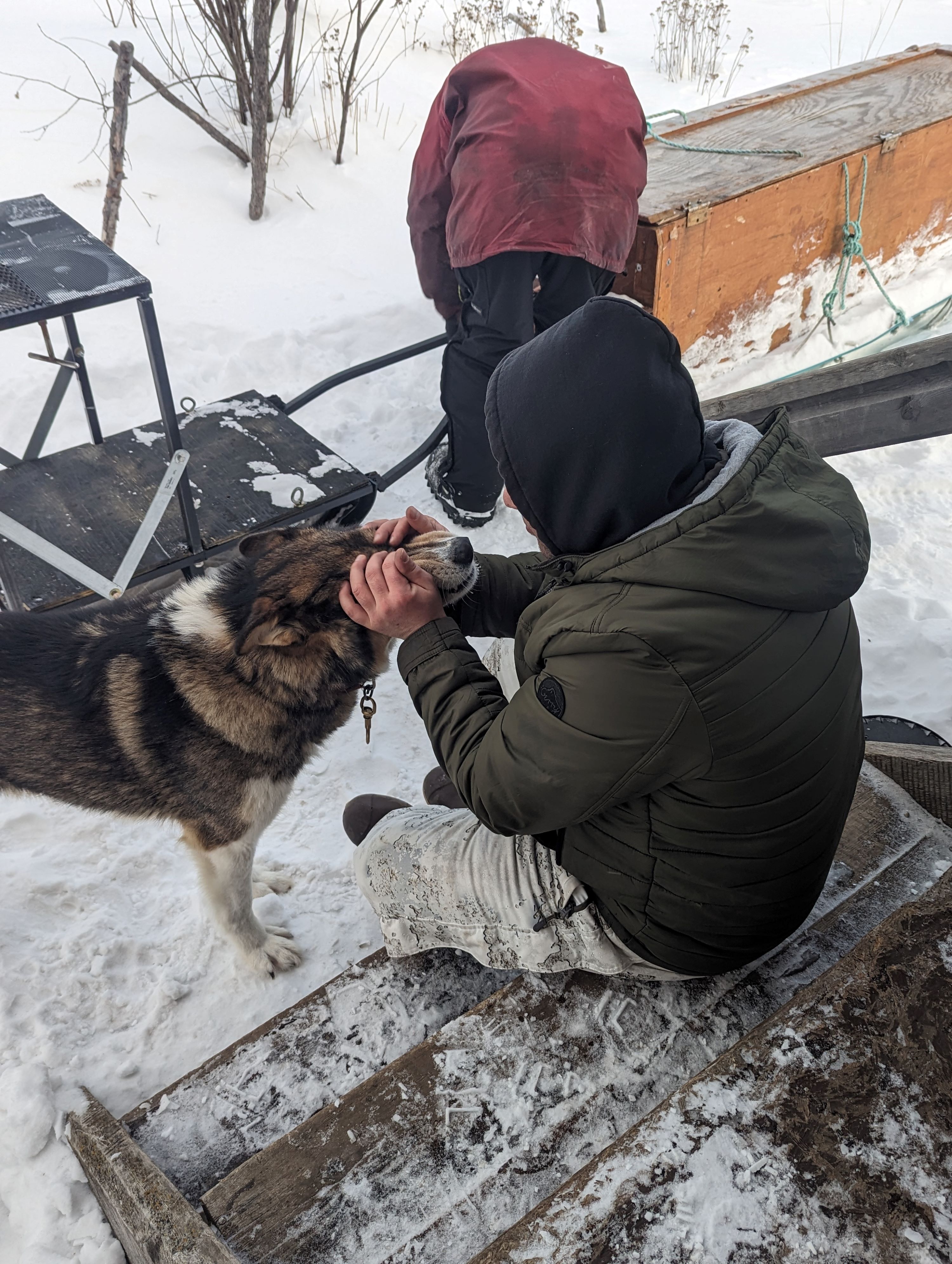 Person sits outside and pets a sled dog