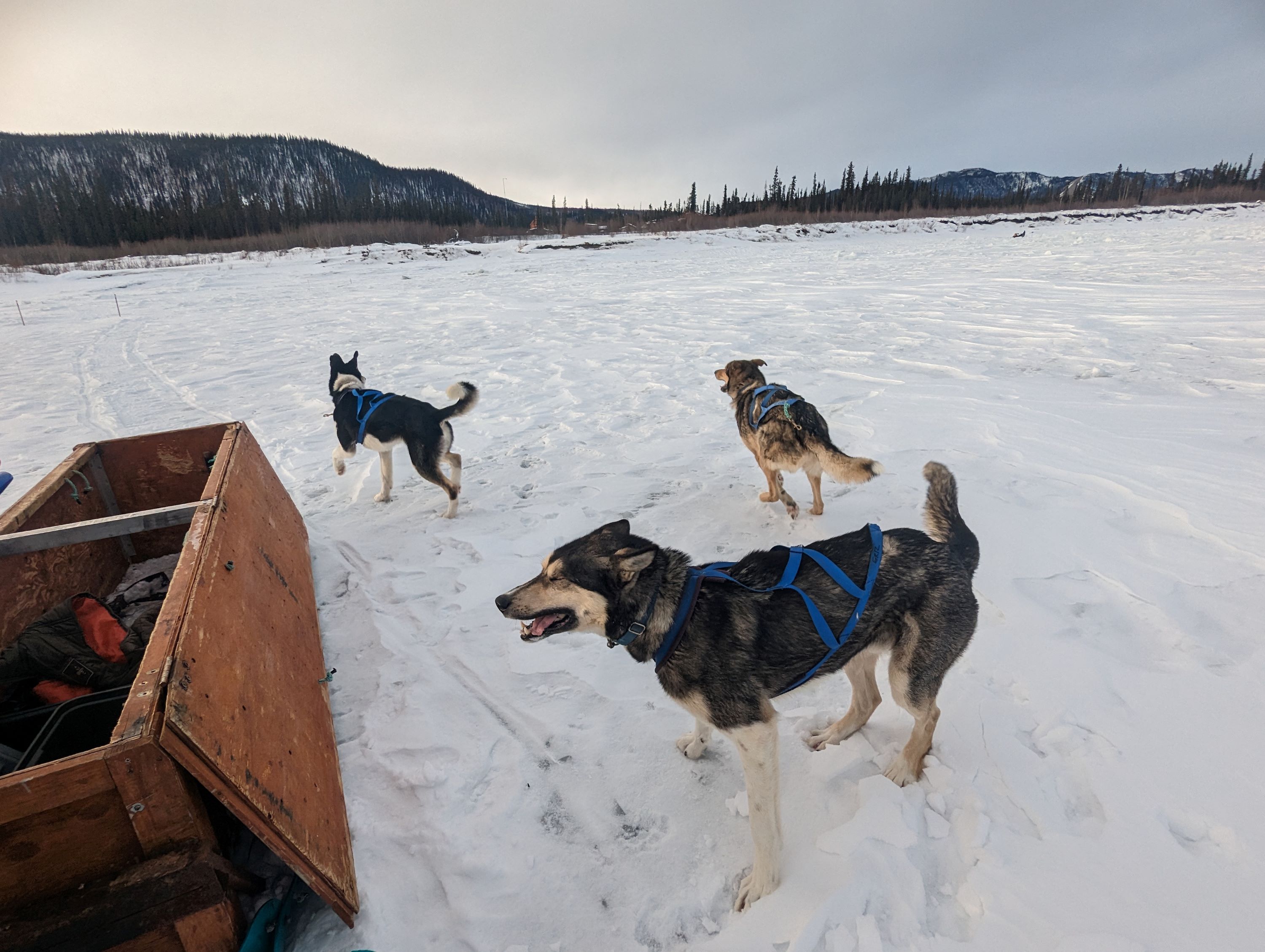 Sled dogs in harnesses wait on the frozen Yukon river