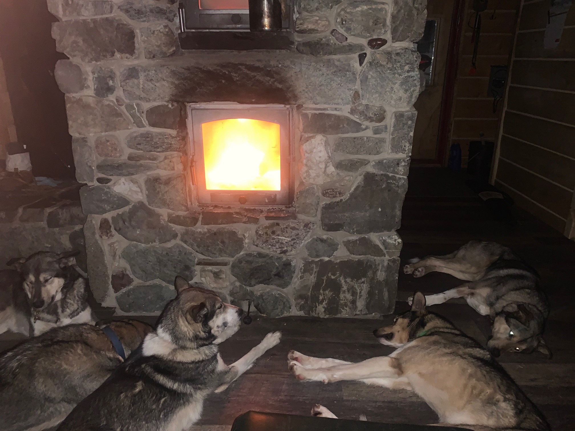 Five sled dogs relax by a woodstove. Photo by Andrew Bassich