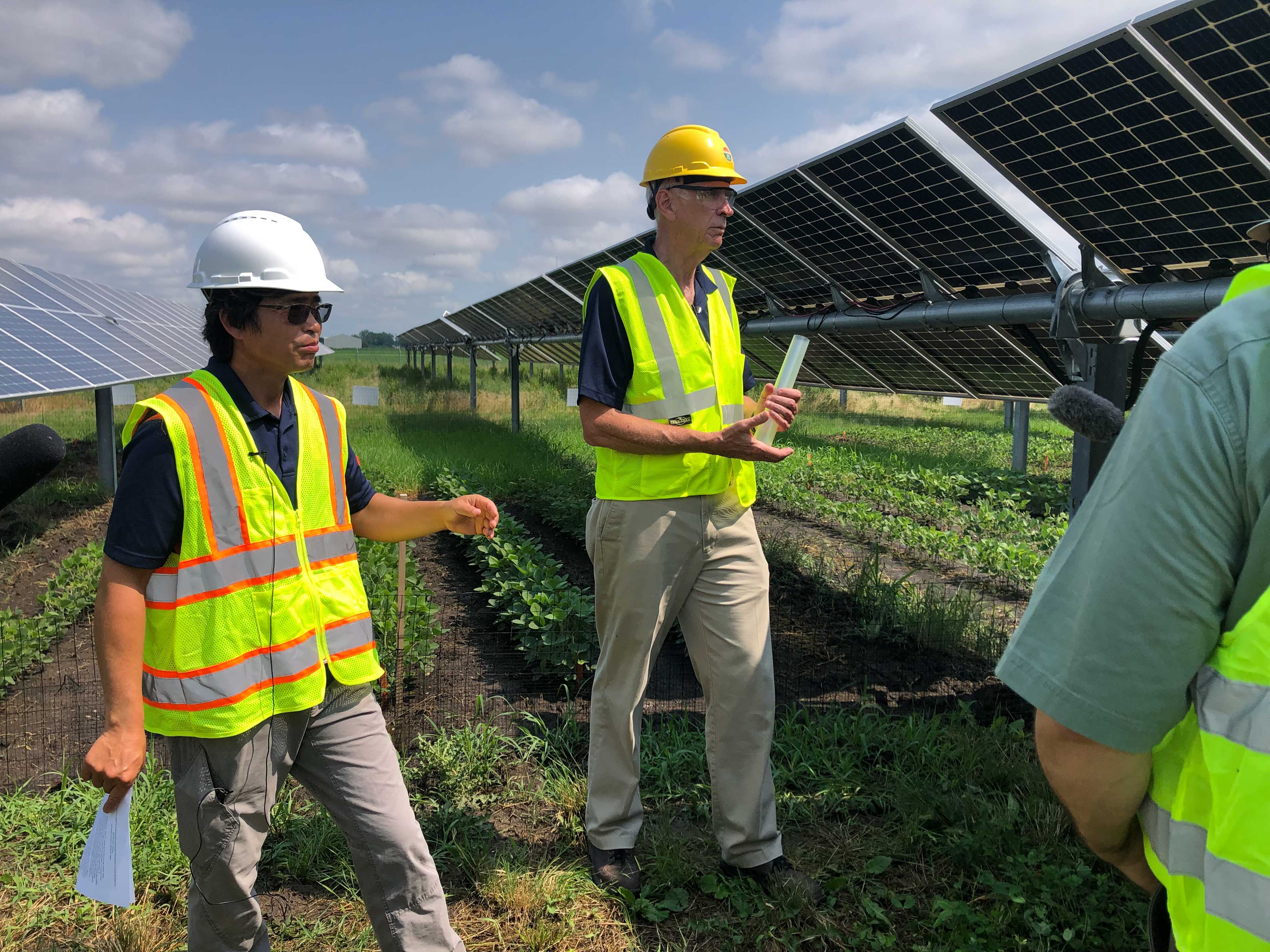 Agrivoltaics researchers talk about the ways that solar panels affect crop growth and soil health.