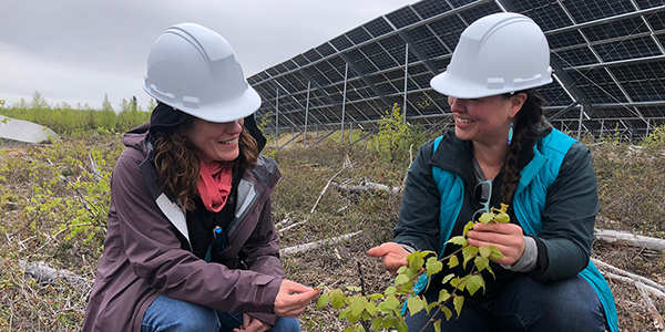 Scientists inspect the vegetation at the Houston solar array.