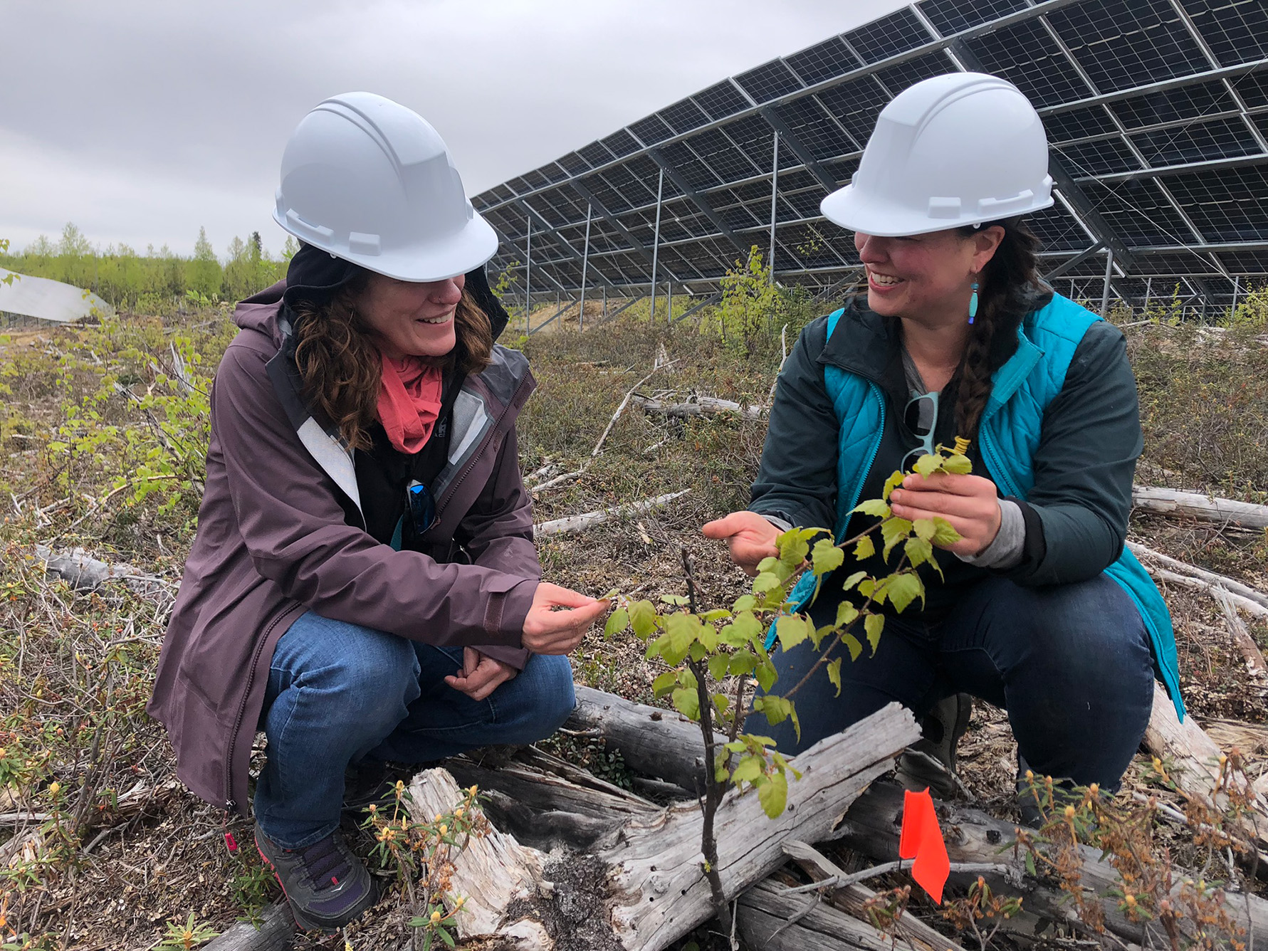 Scientists inspect vegetation at the Houston solar array.