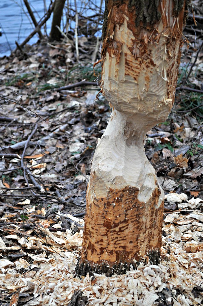 Eating Trees May Not Be Only for Beavers