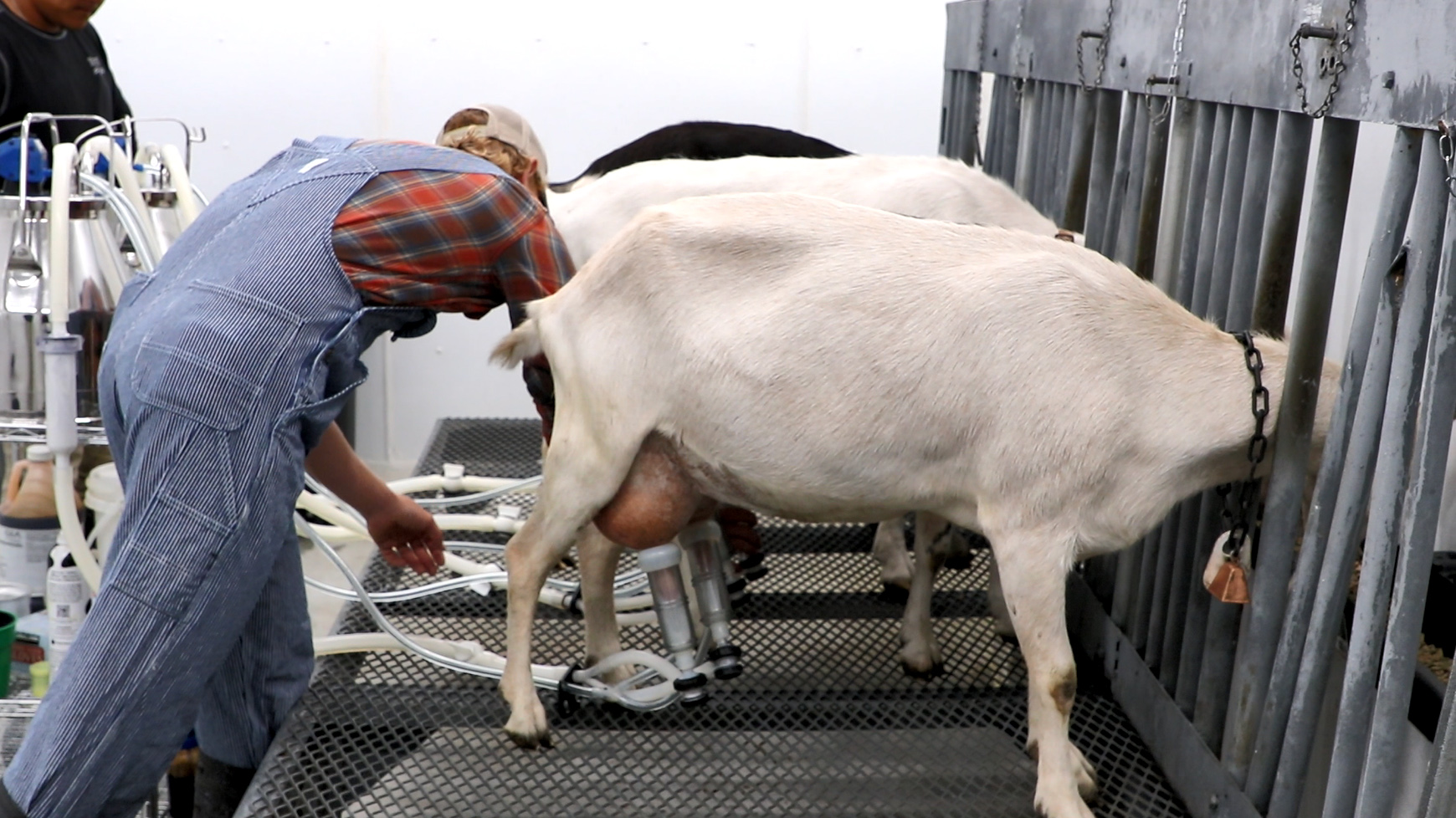 Renewable Energy Helps Alaska’s First Goat Dairy