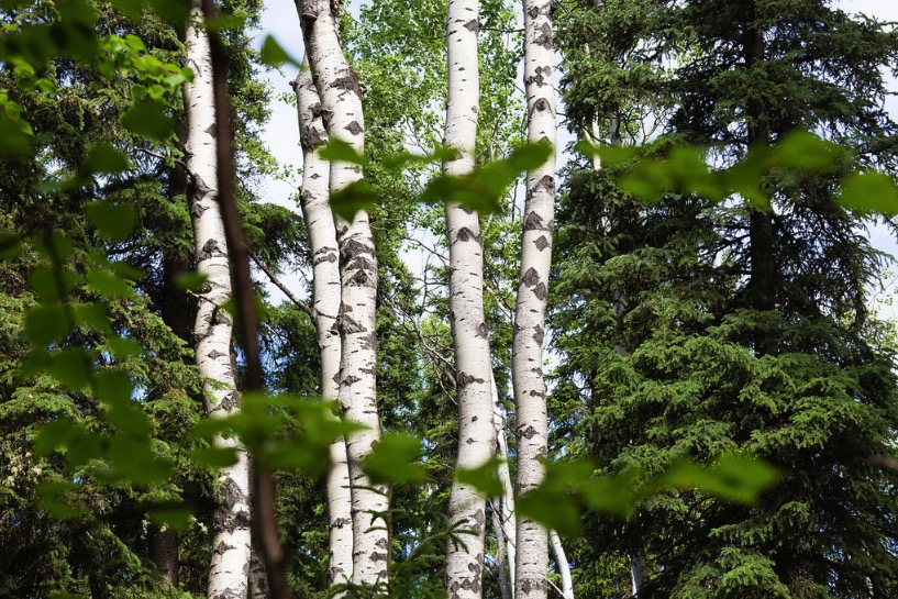Summer photo of birch and spruce trees on the Fairbanks campus