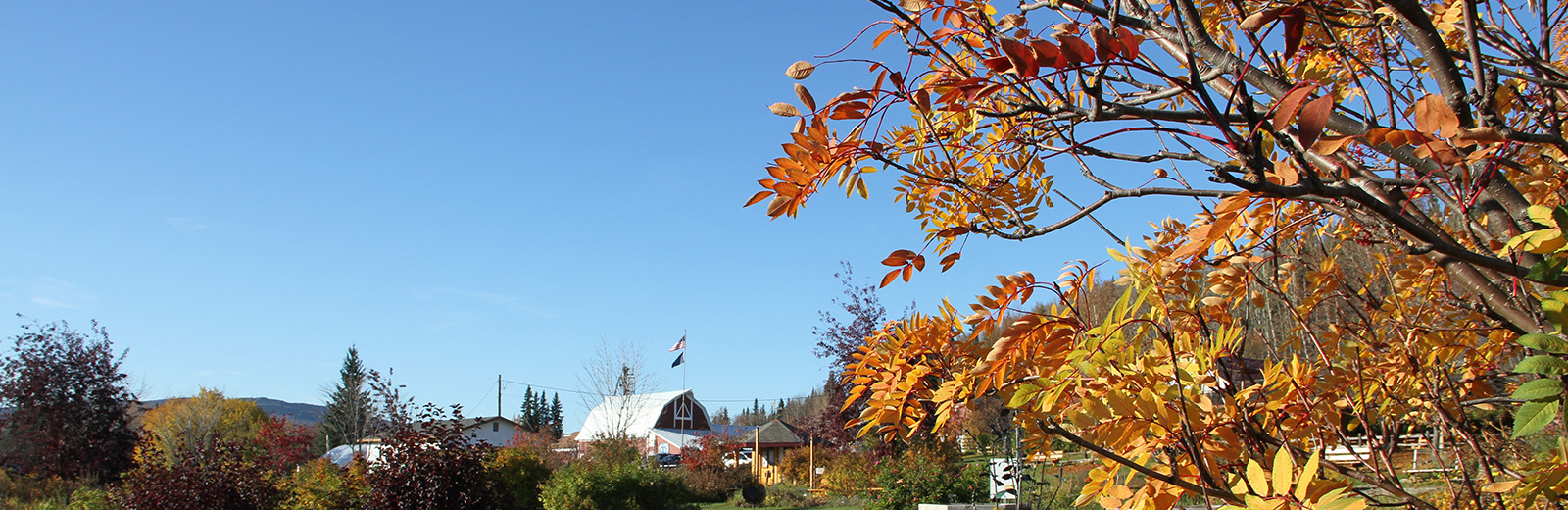 Tree with orange and yellow leaves overlooking farm