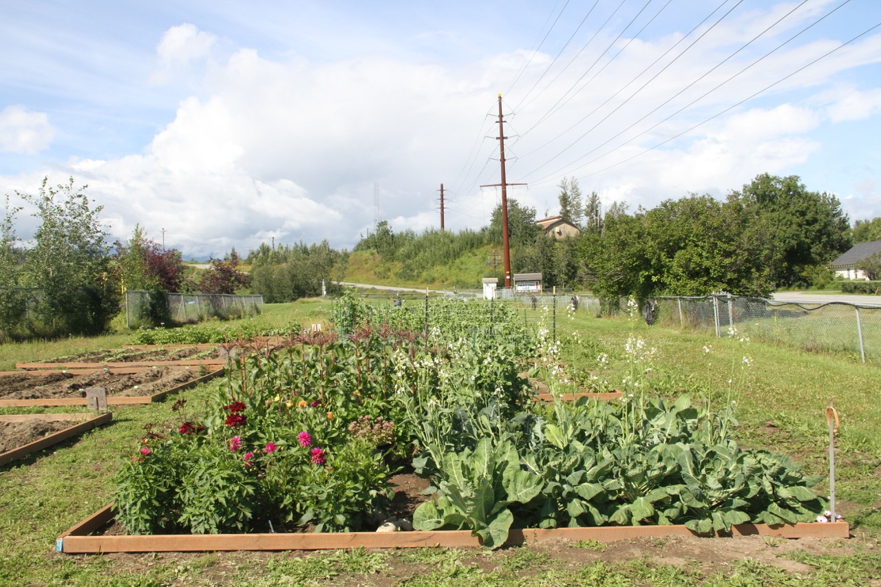 Large raised garden bed filled with leafy greens, radishes gone to flower, cabbages, and blooming pink and red peonies