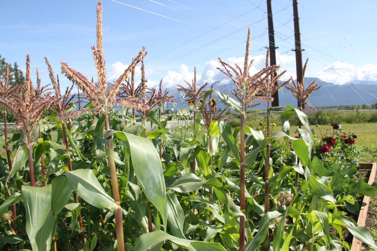 Close us shot of corn flowers and big corn leaves. 