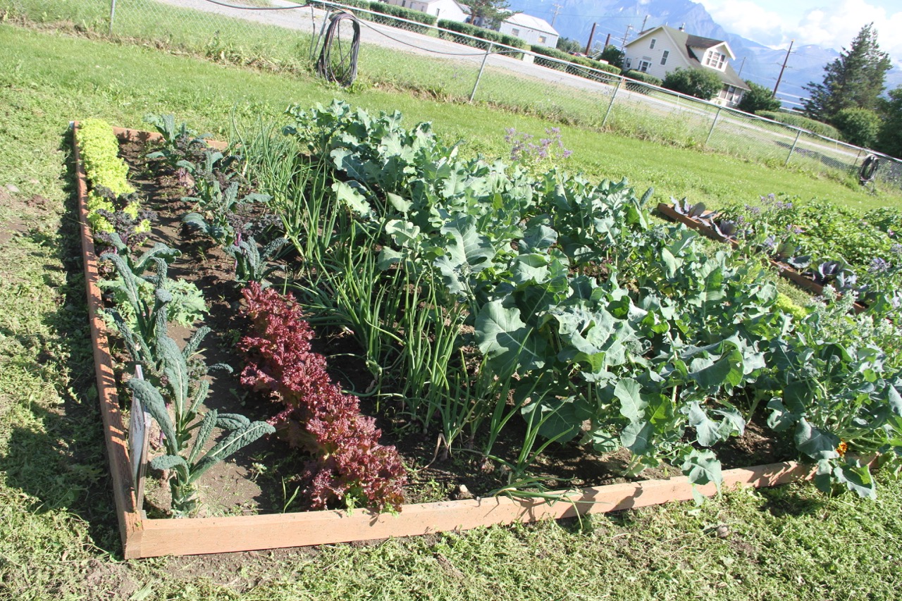 Garden bed with veggies in every shade of green: kale, lettucce, onions and more