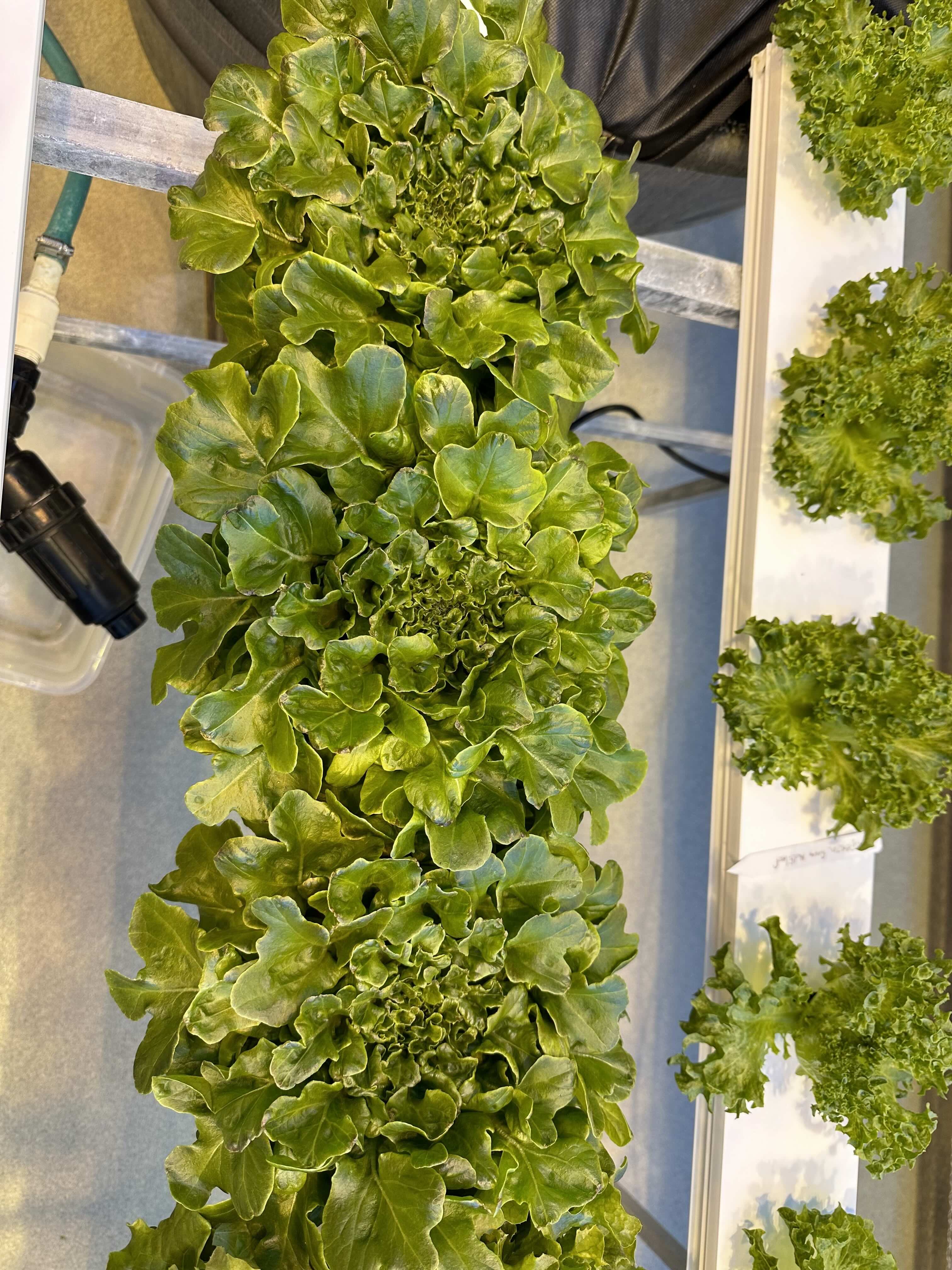 Lettuce growing hydroponically