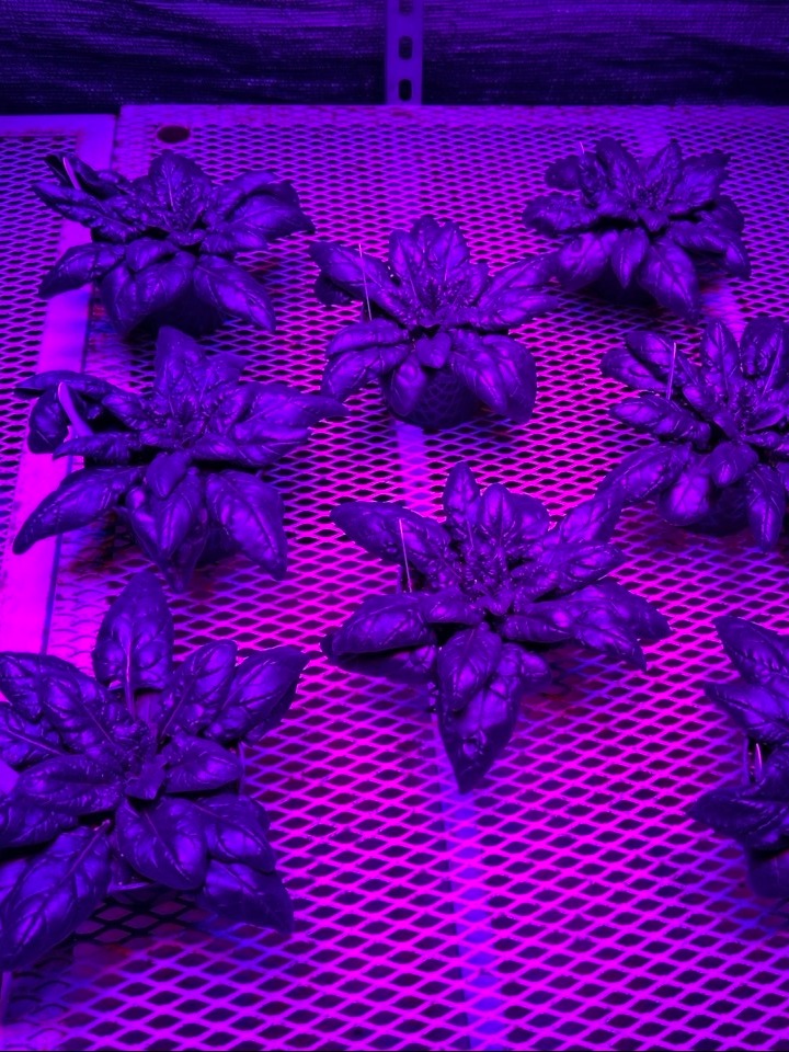 Plants growing under purple grow light