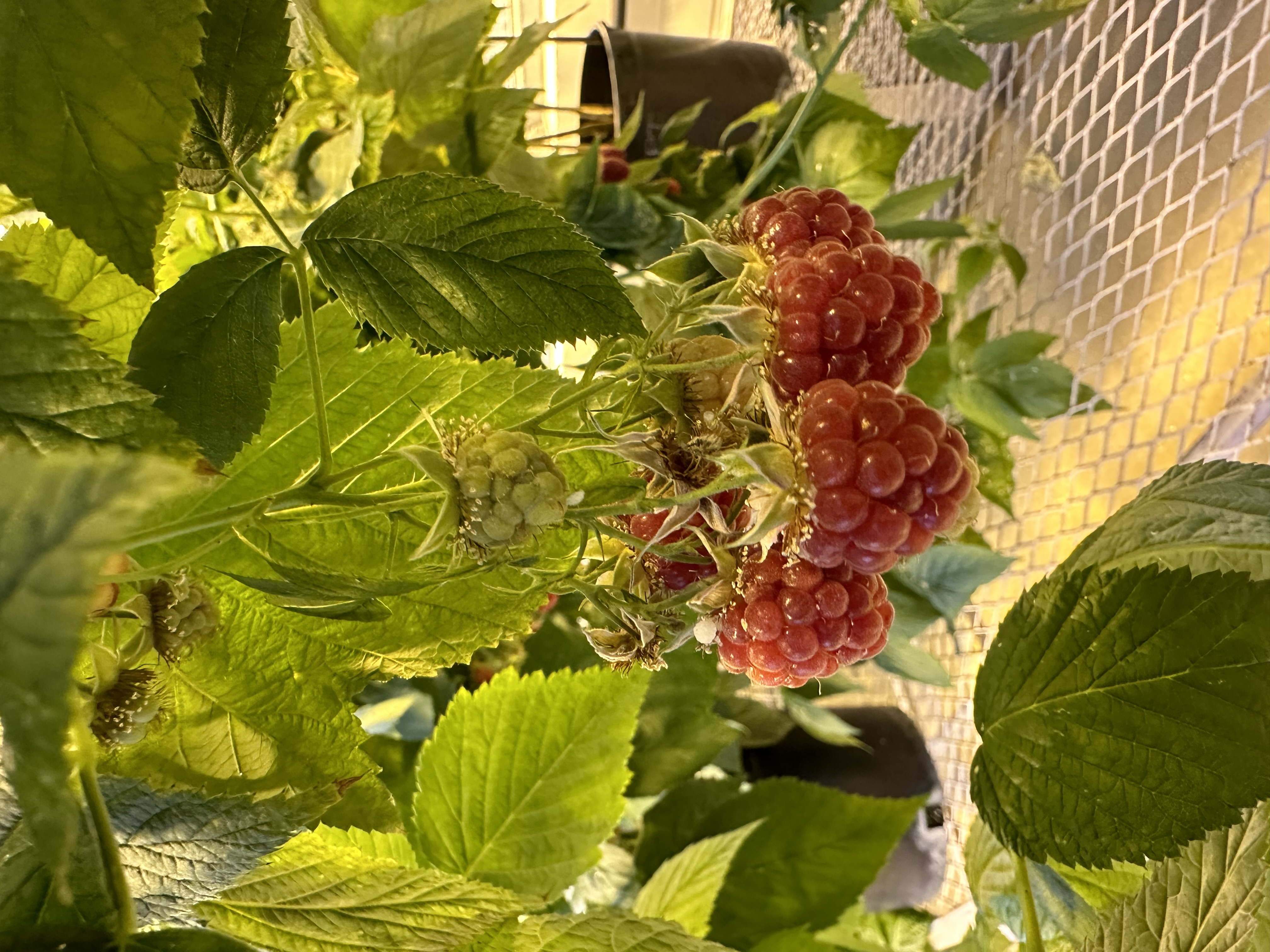 Raspberries growing in the greenhouse