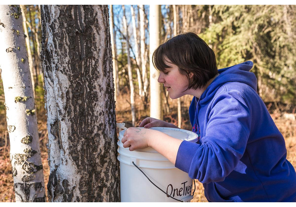 Birch sap tapping