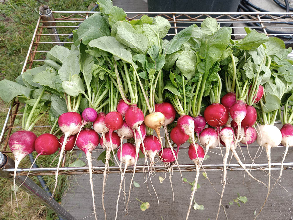 Vibrant radishes displayed on a rack