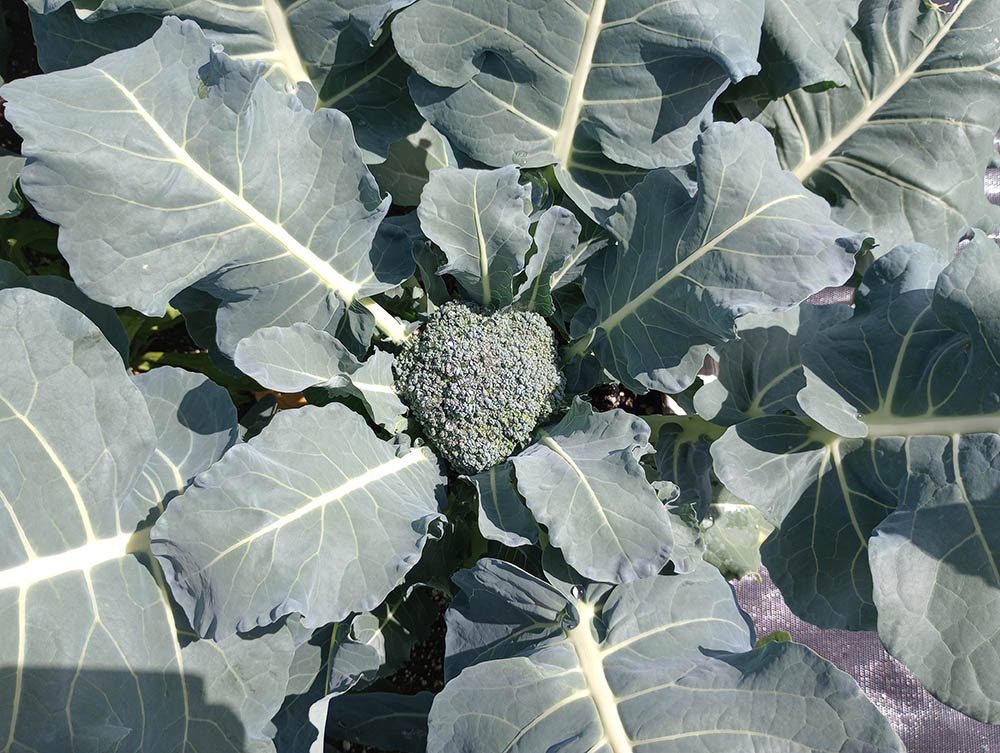 A large broccoli plant with green leaves and a yellow flower