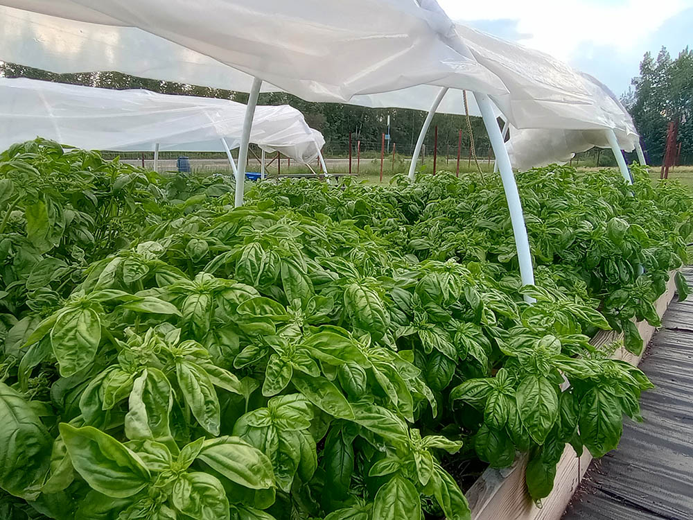 A row of basil plants growing in a greenhouse