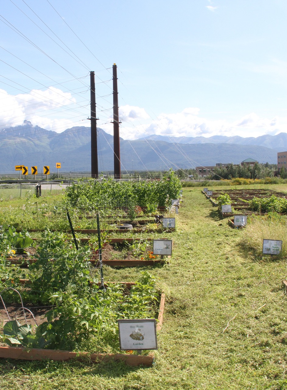 Over ten garden beds filled with all sorts of plants sit in front of mountains under a light blue sky