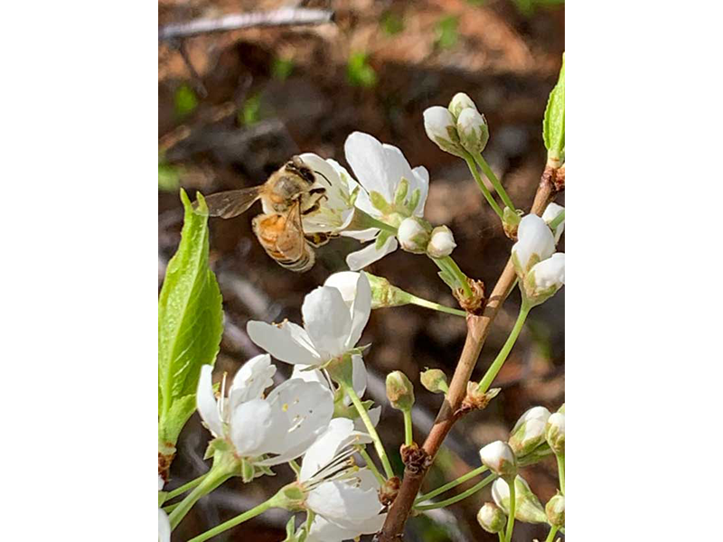 Bee on a tree flower
