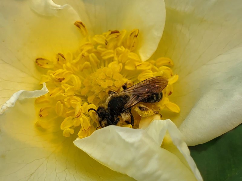 Bee harvesting pollen on flower