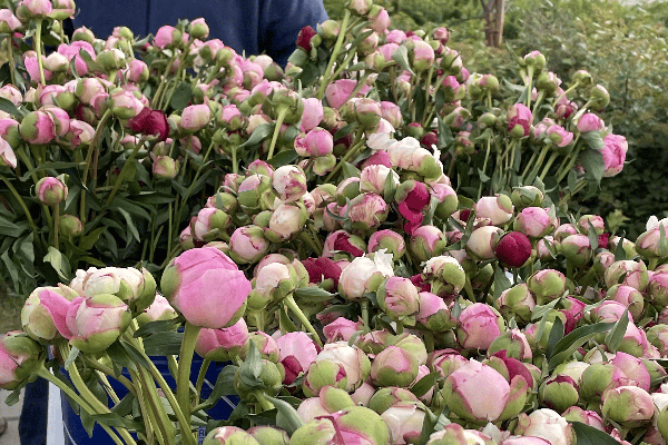 Peonies