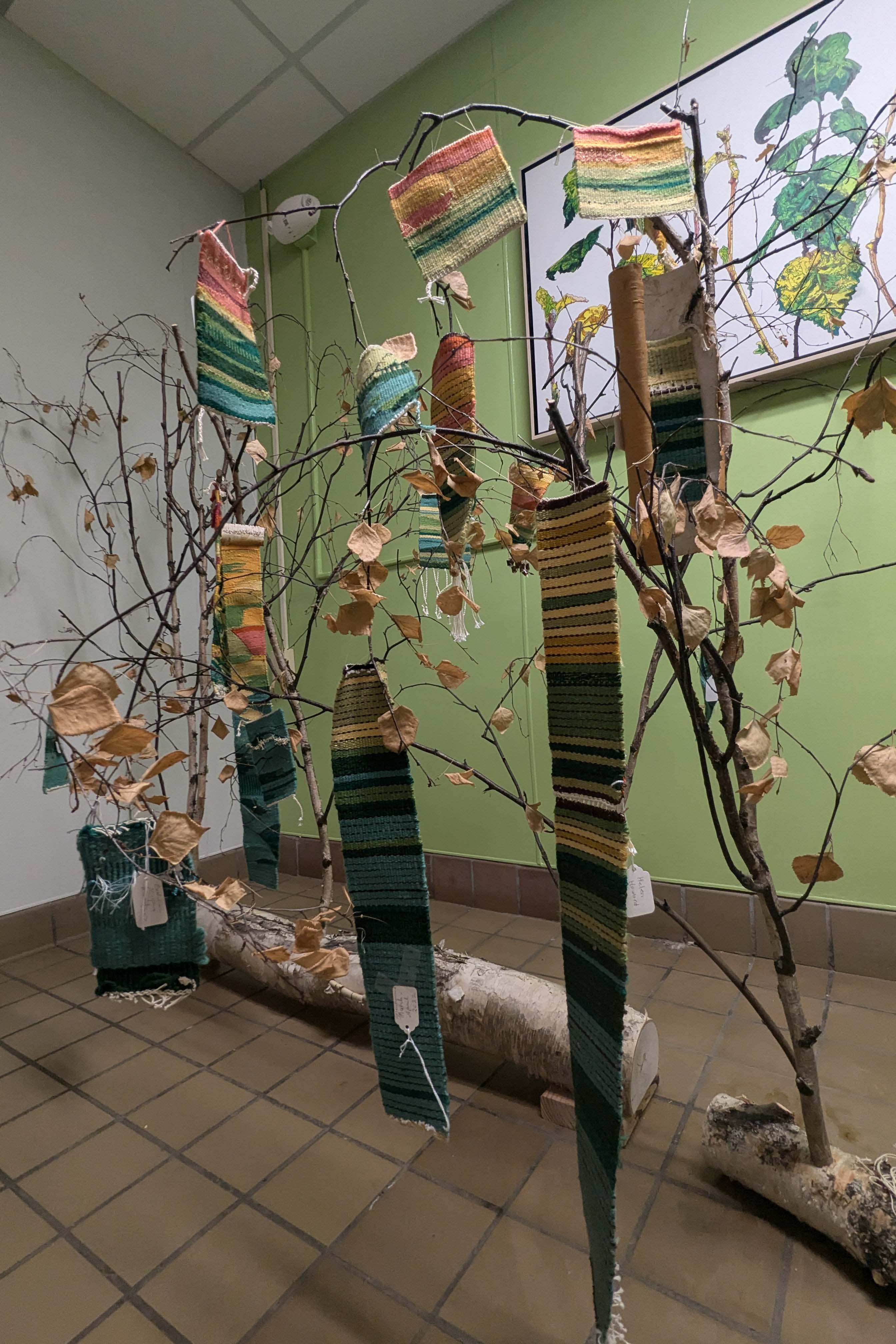Colorful woven strips hang on birch branches. These art pieces were inspired by climate data, with each color yarn representing the number of degrees different from 32 degrees F