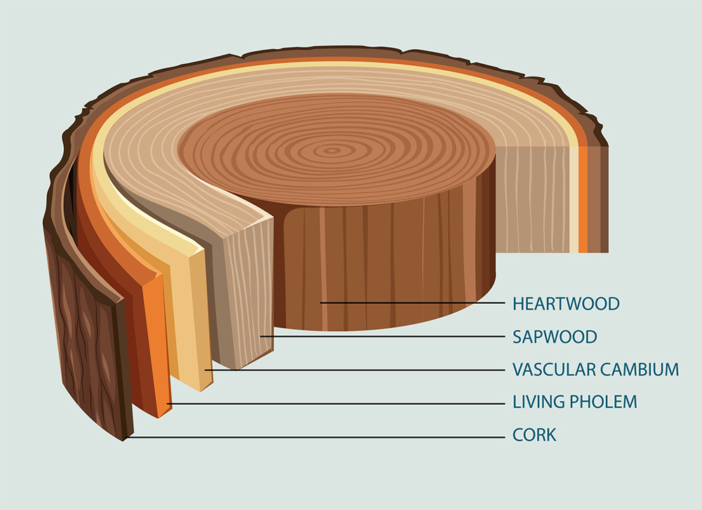 Different types of wood diagram: oak, pine, mahogany, walnut, and cherry